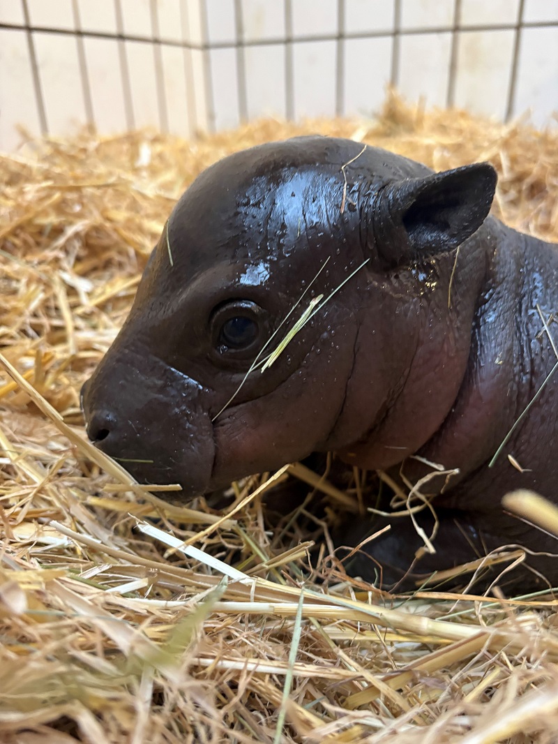 Kleines Flusspferd liegt im Stroh