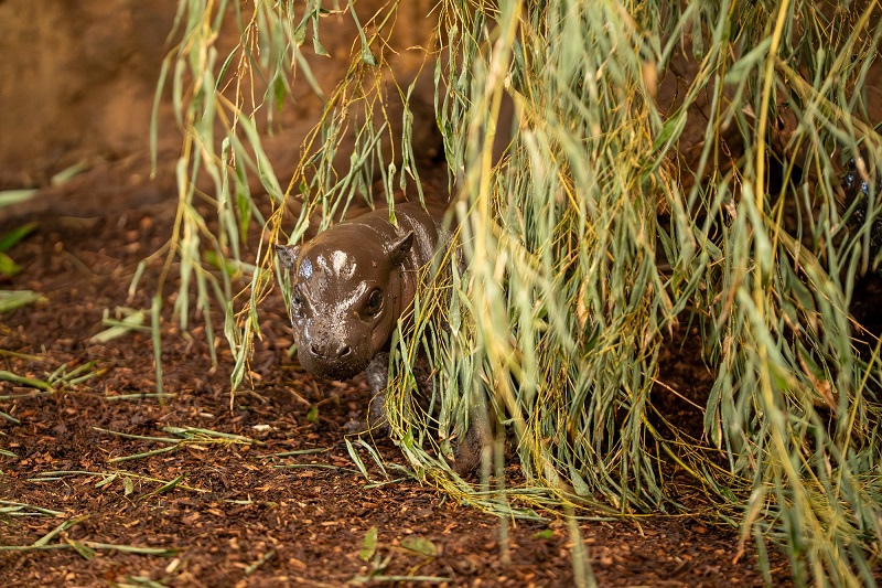 Kleines Flusspferd schaut in der Mitte durch den Bambus.