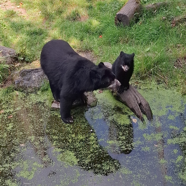 Ein junger Brillenbär steht mit seiner Mutter am Ufer eines Teiches
