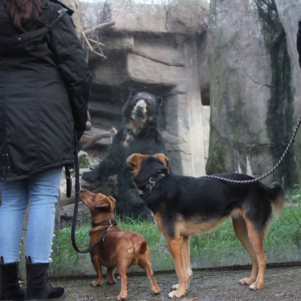 Das Bild zeigt zwei angeleinte Hunde vor dem Gehege eines Brillenbärens.