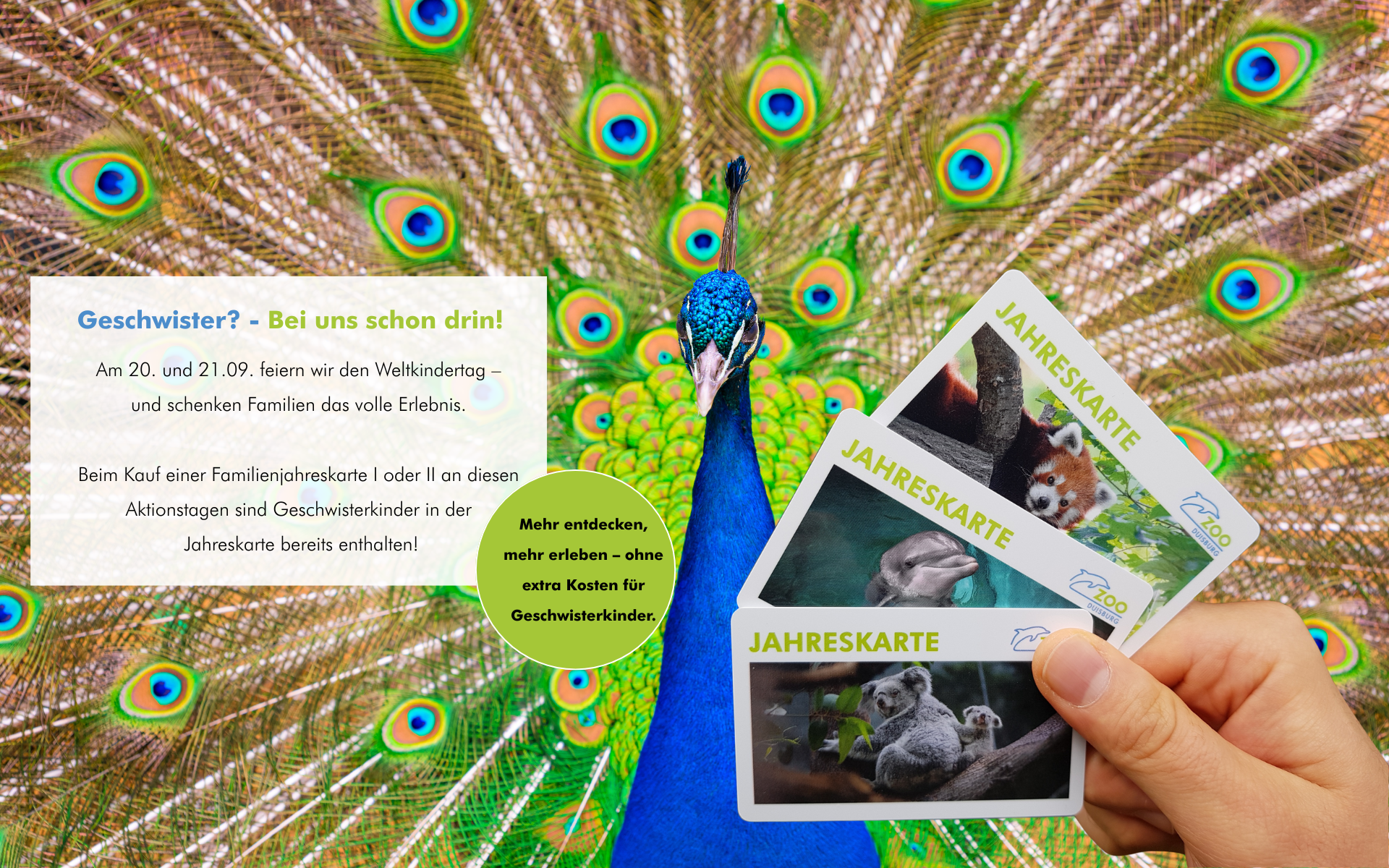 Eine Hand hält drei Jahreskarten, im Hintergrund ist ein Pfau zu sehen