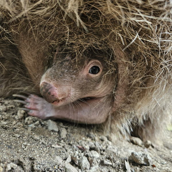 Ein junges Wombat steckt den Kopf aus dem Beutel seiner Mutter.