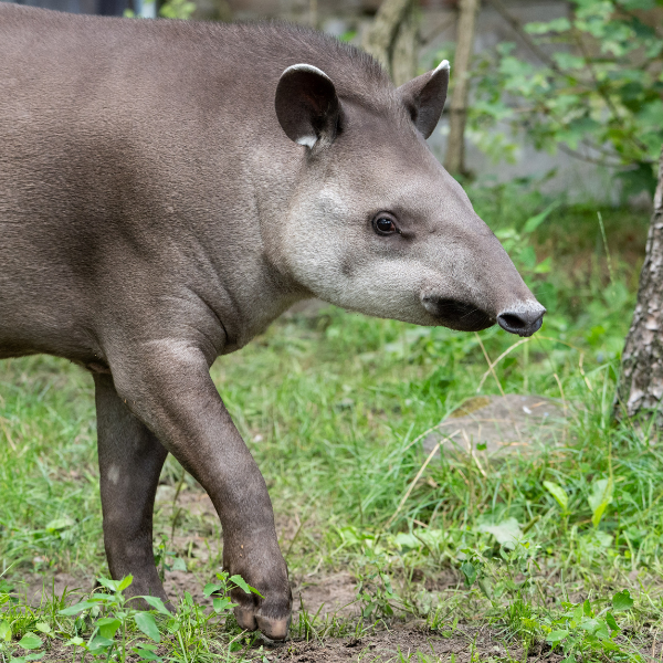 Ein Tapir läuft von links ins Bild und hat die Ohren gespitzt. 