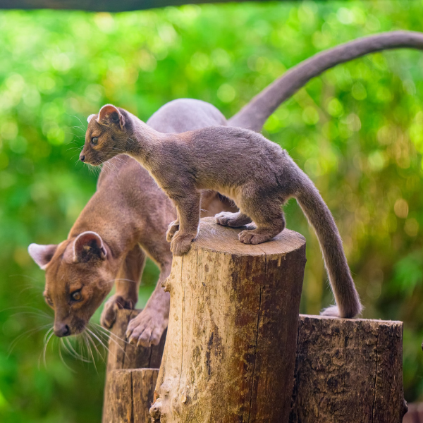 Eine Fossakatze und ihr Jungtier stehen auf einem Baumstamm, die Katze schaut nach unten.