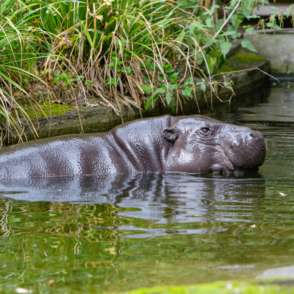 Ein Zwergflusspferd taucht aus dem Wasser auf und ist seitlich zu sehen.