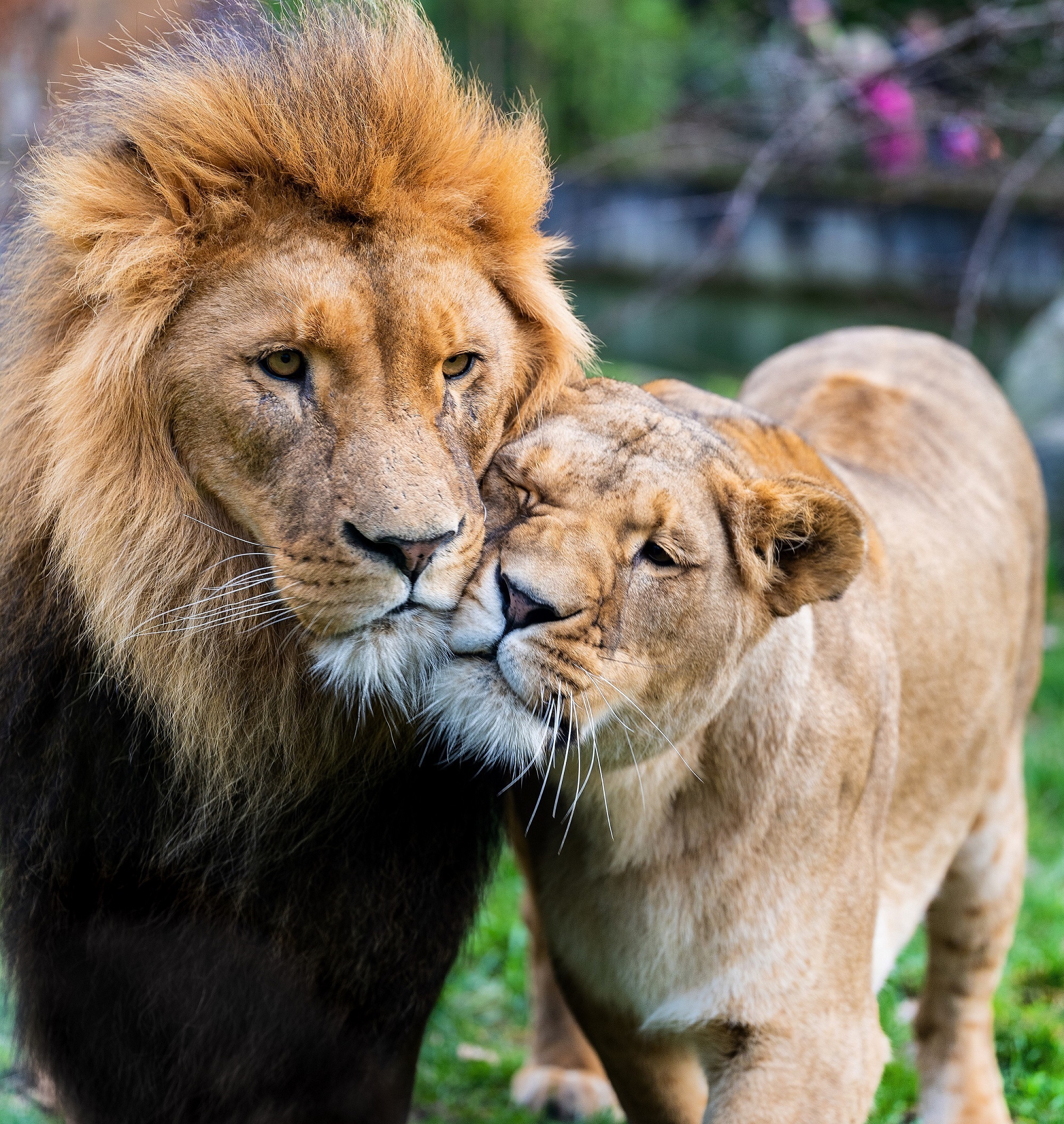 Zwei Löwen schmiegen ihre Köpfe aneinander