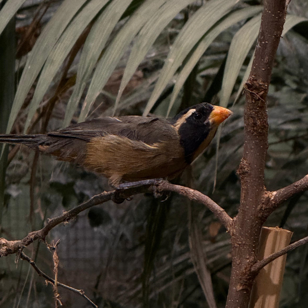 Ein Goldschnabelsaltator schaut nach rechts in die Kamera