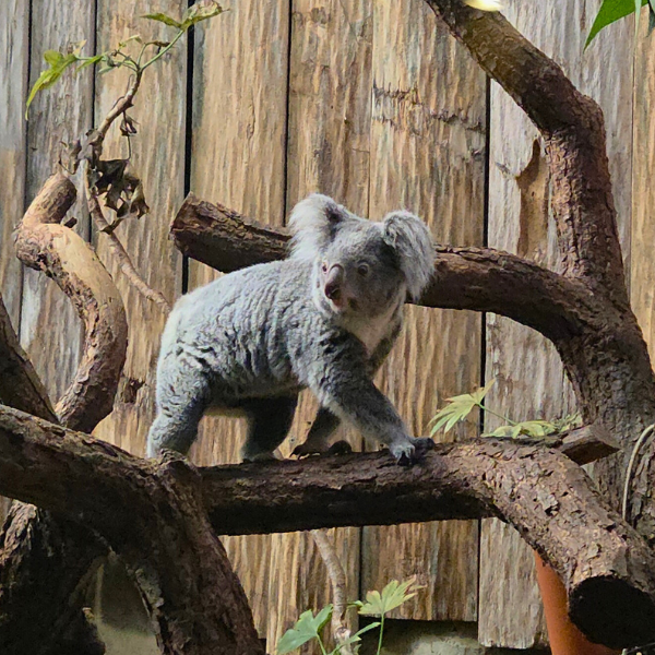 Ein Koala läuft von links nach rechts über einen Ast.